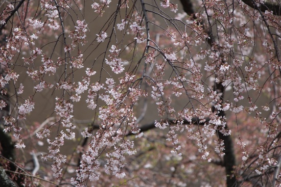 5260-祇園枝垂れ桜　疎な桜花.jpg